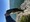 11462 Smallmouth Bass 06/18/26 11:56am 11462 Smallmouth Bass 06/18/26 11:56am