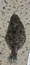 11467 Flounder 06/20/26 10:45am 11467 Flounder 06/20/26 10:45am