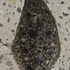 Image #11467 from GreatAnglers.com