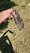 11509 Channel Catfish 07/04/26 9:48am