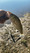 11511 Striped Bass 07/04/26 8:08am