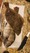 11529 Sheepshead 07/14/26 9:38am 11529 Sheepshead 07/14/26 9:38am