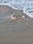 11538 Bluntnose stingray 07/19/26 7:17pm 11538 Bluntnose stingray 07/19/26 7:17pm