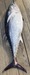 11576 Bluefin Tuna 08/01/26 4:55pm 11576 Bluefin Tuna 08/01/26 4:55pm