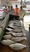 11642 Summer Flounder, Black Sea Bass and Mahi Mahi 08/25/26 3:25pm