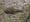 11648 Flounder 08/29/26 9:14am 11648 Flounder 08/29/26 9:14am
