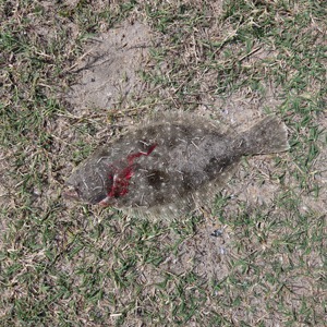 Image #11649 from GreatAnglers.com