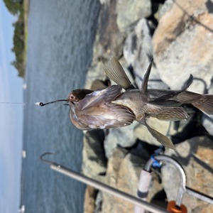 Image #11650 from GreatAnglers.com
