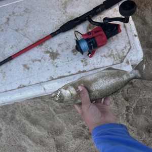 Image #11675 from GreatAnglers.com