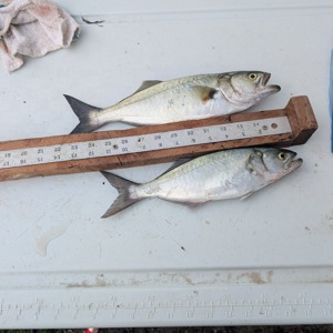 Image #11693 from GreatAnglers.com
