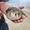 11695 Pufferfish 09/21/26 1:37pm 11695 Pufferfish 09/21/26 1:37pm