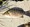 11734 Mangrove Snapper 10/15/26 9:52am