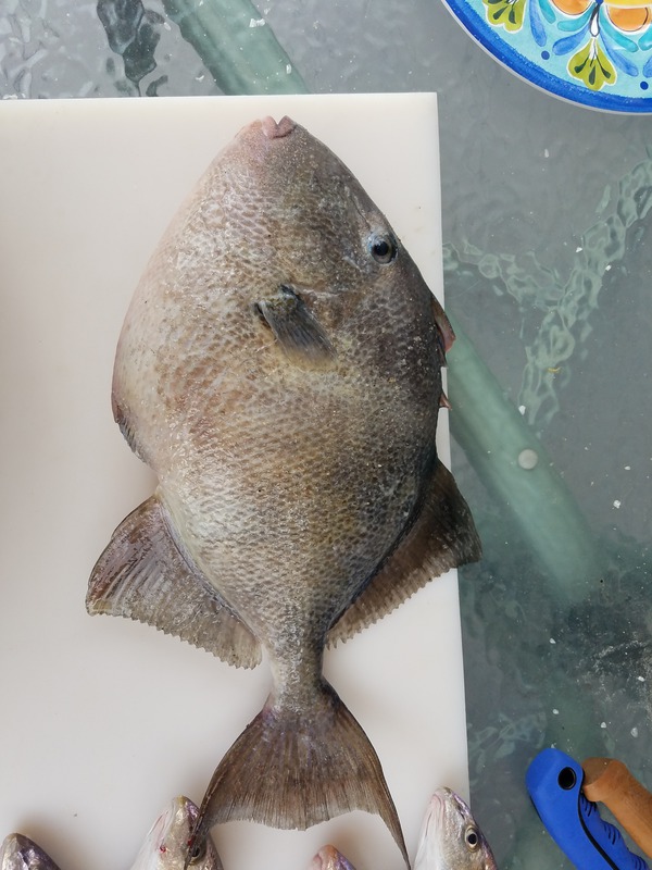 1219 Triggerfish 07/11/18 2:00pm 1219 Triggerfish 07/11/18 2:00pm