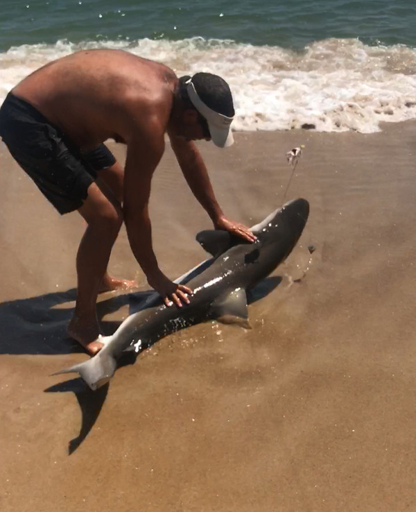 1359 Dusky Shark 08/12/18 7:13pm 1359 Dusky Shark 08/12/18 7:13pm