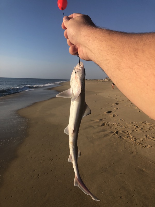 1371 Spiny Dogfish 08/14/18 7:30am 1371 Spiny Dogfish 08/14/18 7:30am