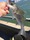 21-1377 Striped Bass 07/09/18 4:37pm 21-1377 Striped Bass 07/09/18 4:37pm