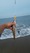 7-1380 Kingfish 08/14/18 8:13pm 7-1380 Kingfish 08/14/18 8:13pm