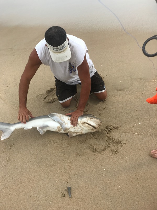 1389 Bull Shark 08/18/18 10:50am 1389 Bull Shark 08/18/18 10:50am