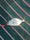 1396 Pompano 08/19/18 5:33pm