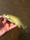 1419 Smallmouth Bass 08/24/18 1:59pm