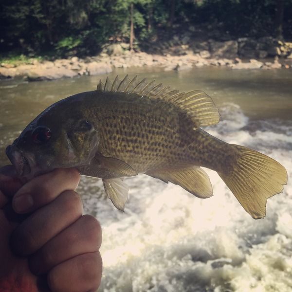 1420 Rockbass 08/24/18 4:16pm 1420 Rockbass 08/24/18 4:16pm