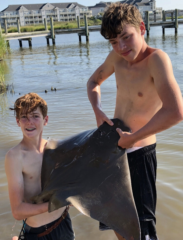 1429 Cownose Ray 08/25/18 12:05am 1429 Cownose Ray 08/25/18 12:05am