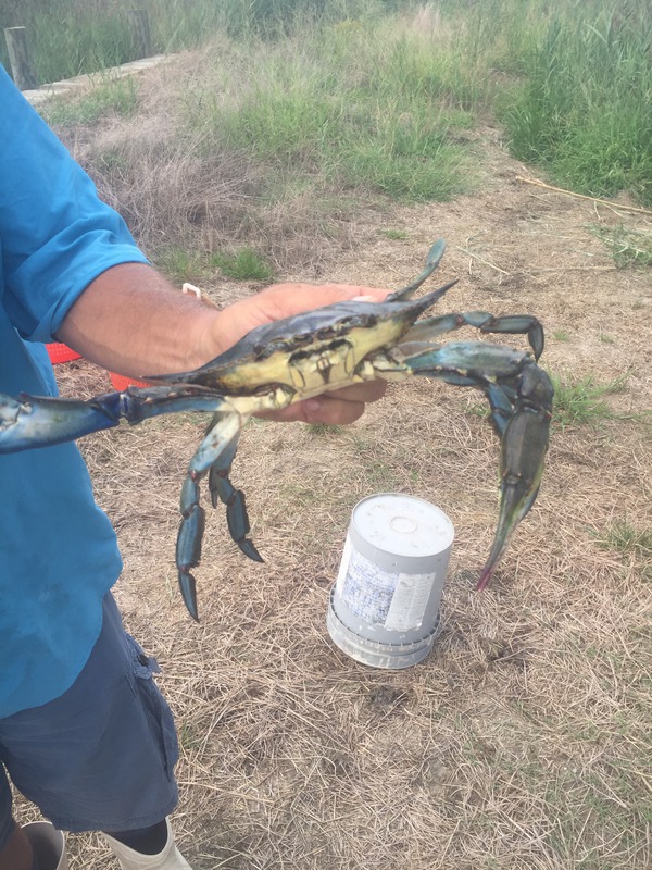 1444 Blue Claw Crab 08/31/18 1:37pm 1444 Blue Claw Crab 08/31/18 1:37pm
