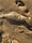 4-1499 Flounder 09/21/18 8:00am 4-1499 Flounder 09/21/18 8:00am