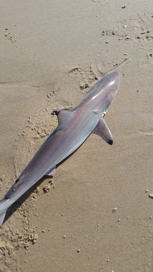 1508 Blacktip Shark 09/25/18 3:16pm 1508 Blacktip Shark 09/25/18 3:16pm