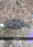 1-1590 Summer Flounder 10/21/18 11:11am 1-1590 Summer Flounder 10/21/18 11:11am