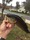 11-1646 Largemouth Bass 11/24/18 11:30am 11-1646 Largemouth Bass 11/24/18 11:30am