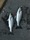 1-1656 Striped Bass 12/13/18 10:46pm 1-1656 Striped Bass 12/13/18 10:46pm