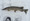 1669 Northern Pike 01/05/19 3:05pm