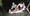 220 Sand Tiger Shark 06/22/17 10:44pm