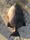 2555 Grey Trigger 07/01/19 7:43pm