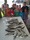 35-315 Kingfish 07/12/17 8:40pm 35-315 Kingfish 07/12/17 8:40pm
