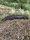 3246 Snakehead 09/17/19 6:48pm
