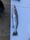 3957 Speckled Trout 03/22/20 7:58pm