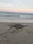 4555 Cownose Ray 06/13/20 6:42am 4555 Cownose Ray 06/13/20 6:42am