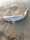 4560 Sand Tiger 06/14/20 5:45am
