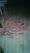 48 Snapper 12/21/16 6:18pm