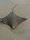 5293 Cownose Ray 09/26/20 10:37am 5293 Cownose Ray 09/26/20 10:37am