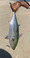 5382 False Albacore 10/09/20 4:41pm