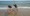 5384 Cownose Ray 10/09/20 3:50pm 5384 Cownose Ray 10/09/20 3:50pm