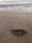 5519 Pufferfish 11/25/20 3:52pm