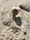 5826 Pufferfish 05/08/21 8:59am
