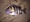 9-588 Sheepshead 09/21/17 9:43pm 9-588 Sheepshead 09/21/17 9:43pm