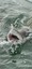 6212 Sand Tiger 07/11/21 8:41am