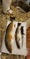6388 Speckled Trout 08/09/21 7:21am