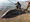 639 Sand Tiger Shark 07/02/17 7:55am